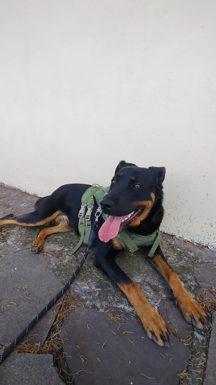 Cachorro ra a Rottweiler idade 1 ano nome Kira 