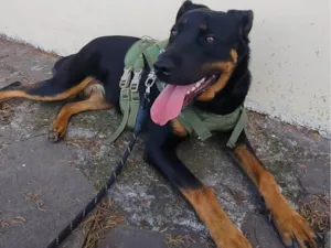 Cachorro raça Rottweiler idade 1 ano nome Kira 