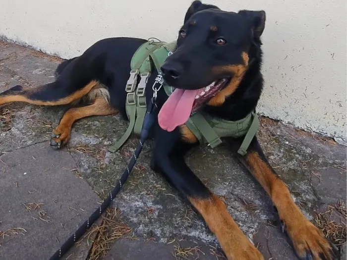 Cachorro ra a Rottweiler idade 1 ano nome Kira 