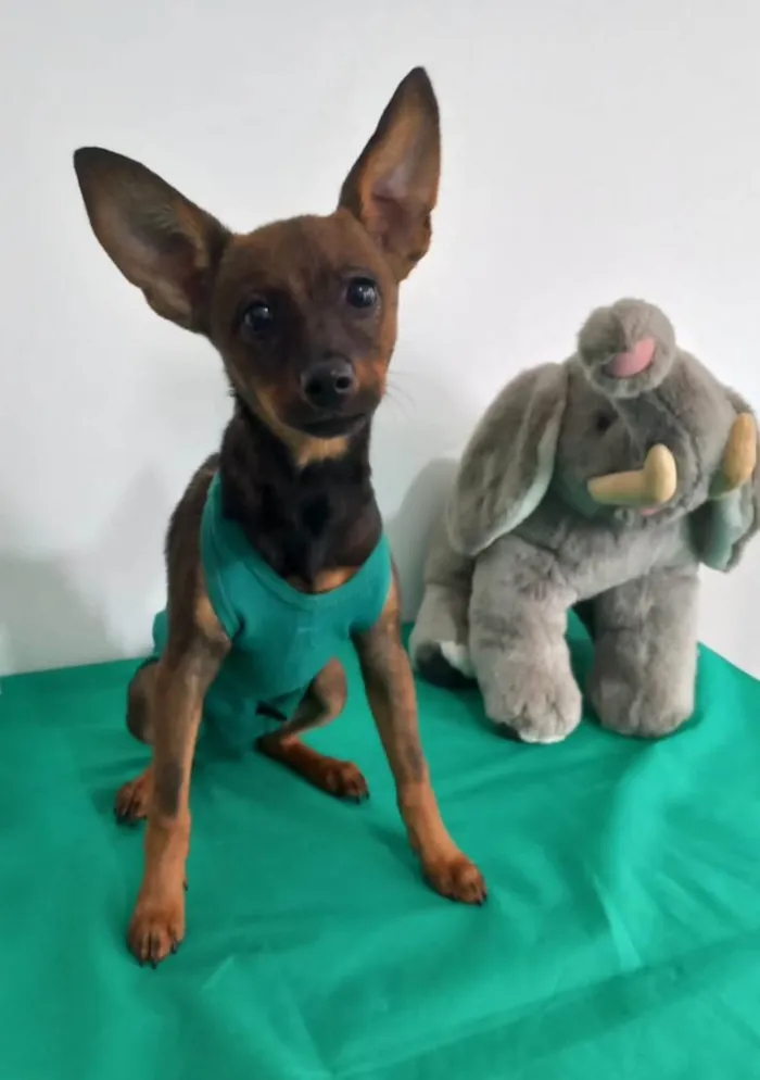 Cachorro ra a Pinscher idade 7 a 11 meses nome Thor