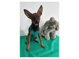 Cachorro raça Pinscher idade 7 a 11 meses nome Thor
