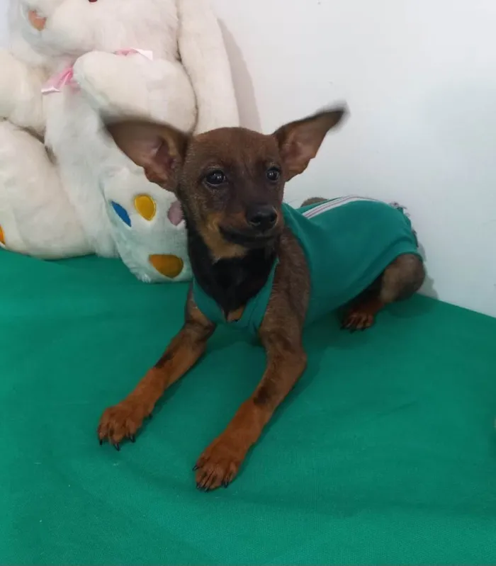 Cachorro ra a Pinscher idade 7 a 11 meses nome Thor