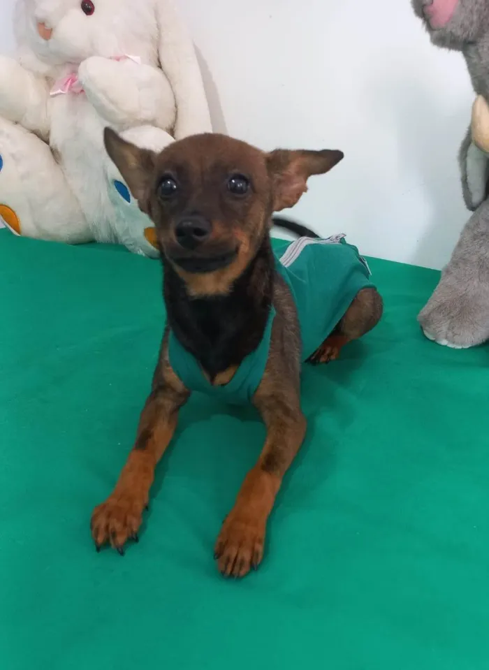 Cachorro ra a Pinscher idade 7 a 11 meses nome Thor