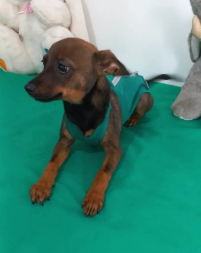 Cachorro ra a Pinscher idade 7 a 11 meses nome Thor
