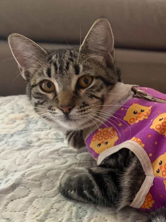 Gato ra a SRD-ViraLata idade 7 a 11 meses nome Frida