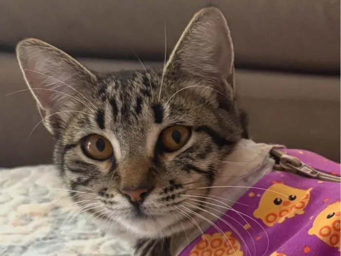 Gato ra a SRD-ViraLata idade 7 a 11 meses nome Frida