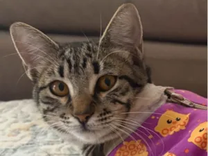 Gato raça SRD-ViraLata idade 7 a 11 meses nome Frida