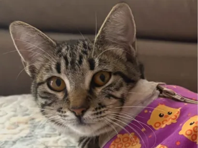 Gato raça SRD-ViraLata idade 7 a 11 meses nome Frida