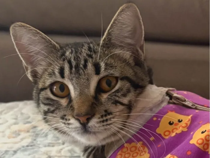 Gato ra a SRD-ViraLata idade 7 a 11 meses nome Frida