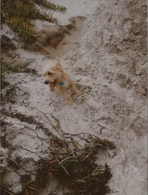 Cachorro raça Yorkshire idade 1 ano nome Max