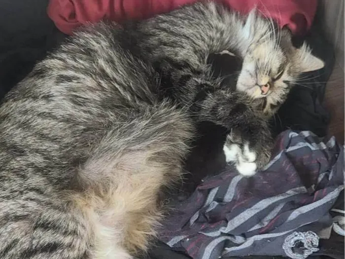 Gato ra a SRD-ViraLata idade 1 ano nome Mãe e filho único (caso raro)