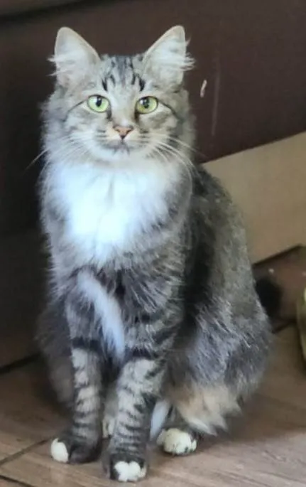 Gato ra a SRD-ViraLata idade 1 ano nome Mãe e filho único (caso raro)