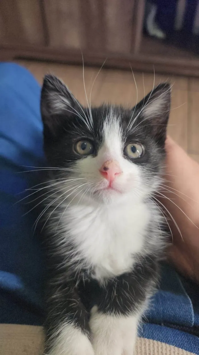 Gato ra a SRD-ViraLata idade 1 ano nome Mãe e filho único (caso raro)