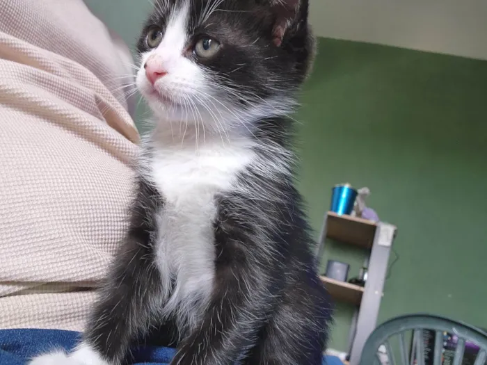 Gato ra a SRD-ViraLata idade 1 ano nome Mãe e filho único (caso raro)