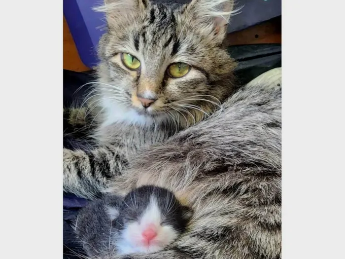 Gato ra a SRD-ViraLata idade 1 ano nome Mãe e filho único (caso raro)