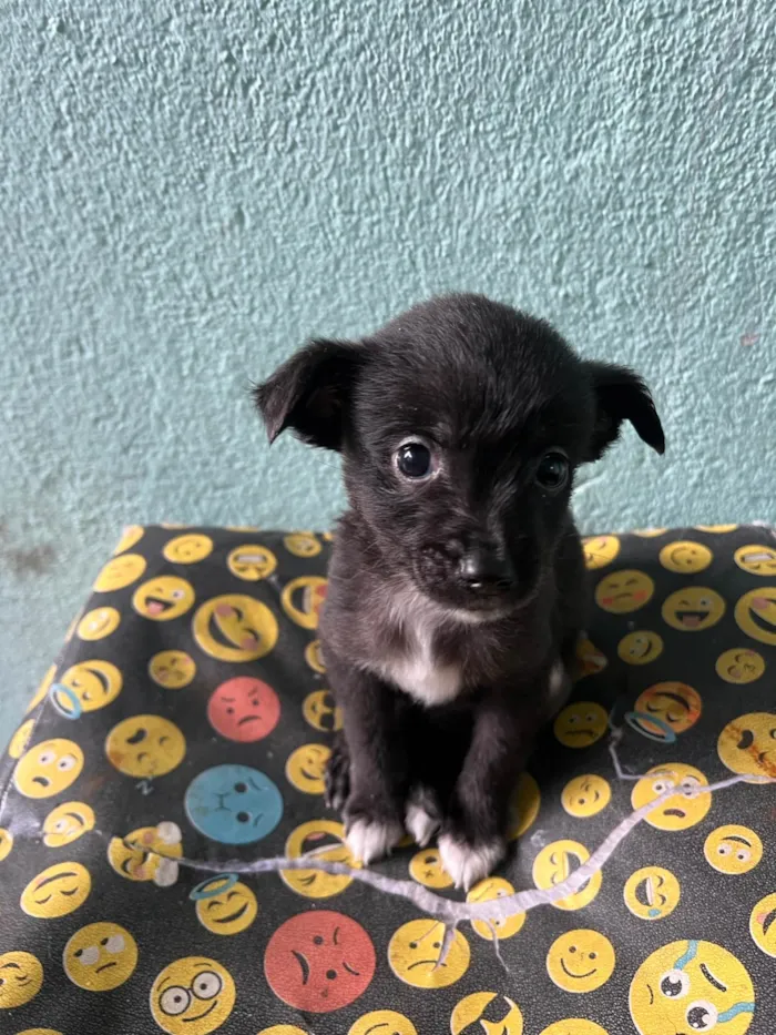 Cachorro ra a SRD-ViraLata idade 2 a 6 meses nome Doação 