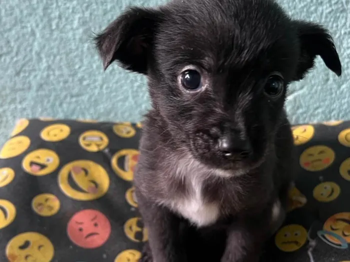 Cachorro ra a SRD-ViraLata idade 2 a 6 meses nome Doação 