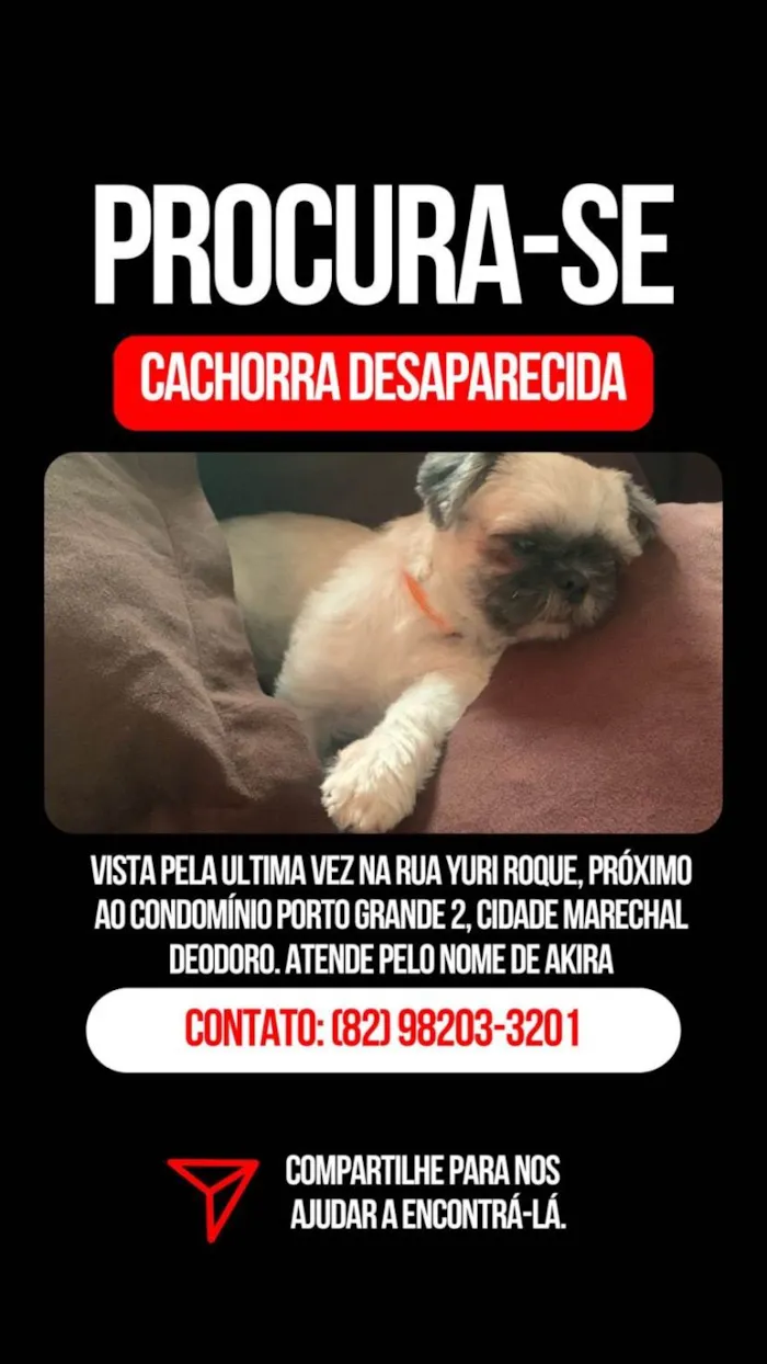 Cachorro ra a Shitzu idade 1 ano nome Akira