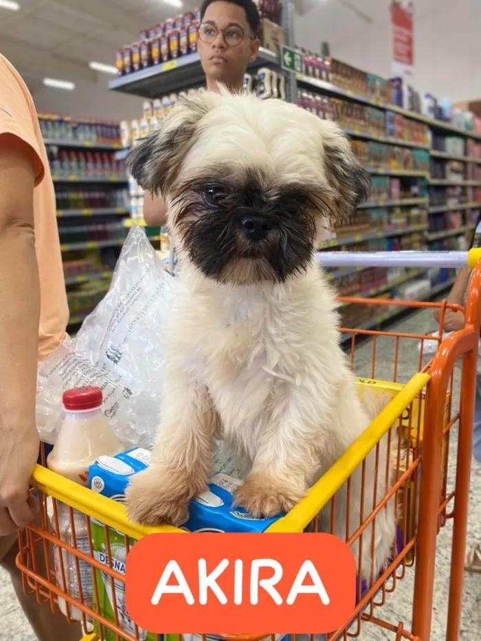 Cachorro ra a Shitzu idade 1 ano nome Akira
