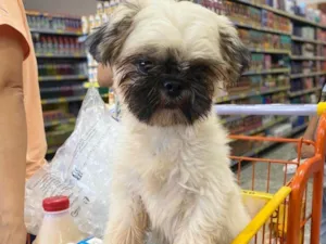 Cachorro raça Shitzu idade 1 ano nome Akira