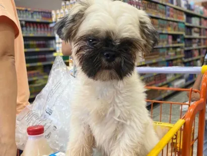 Cachorro raça Shitzu idade 1 ano nome Akira