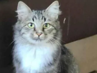Gato raça SRD-ViraLata idade 1 ano nome Mãe e filho único (caso raro)