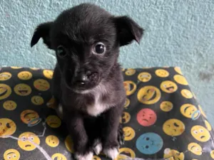 Cachorro raça SRD-ViraLata idade 2 a 6 meses nome Doação 