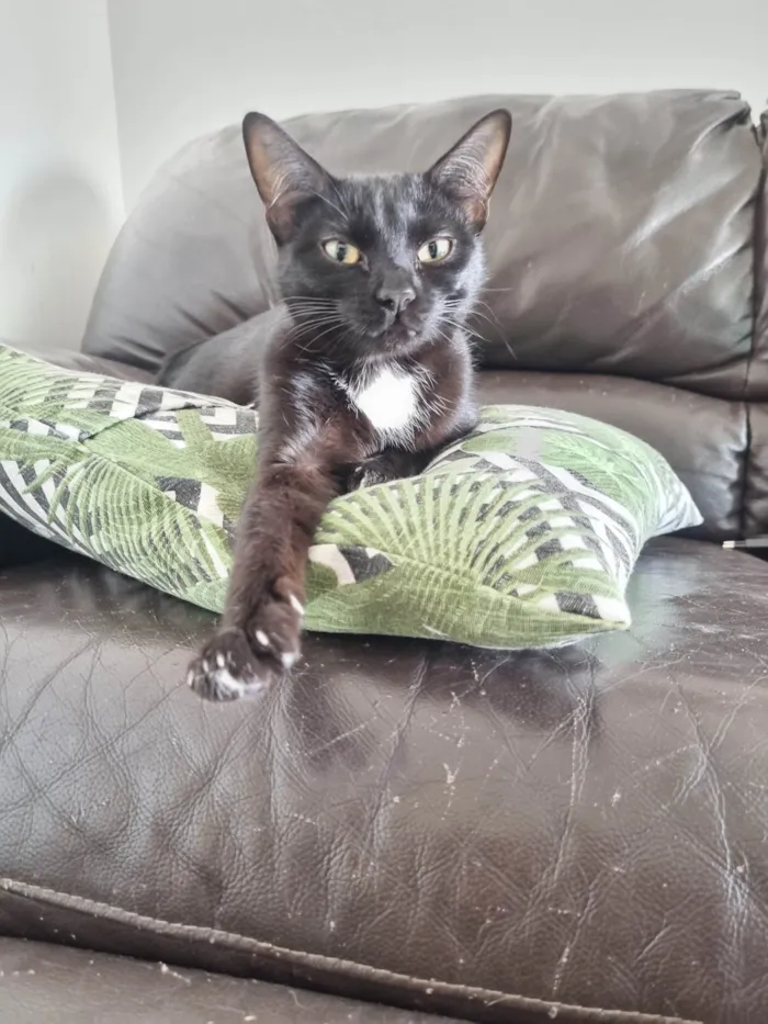 Gato ra a SRD-ViraLata idade 7 a 11 meses nome Emma