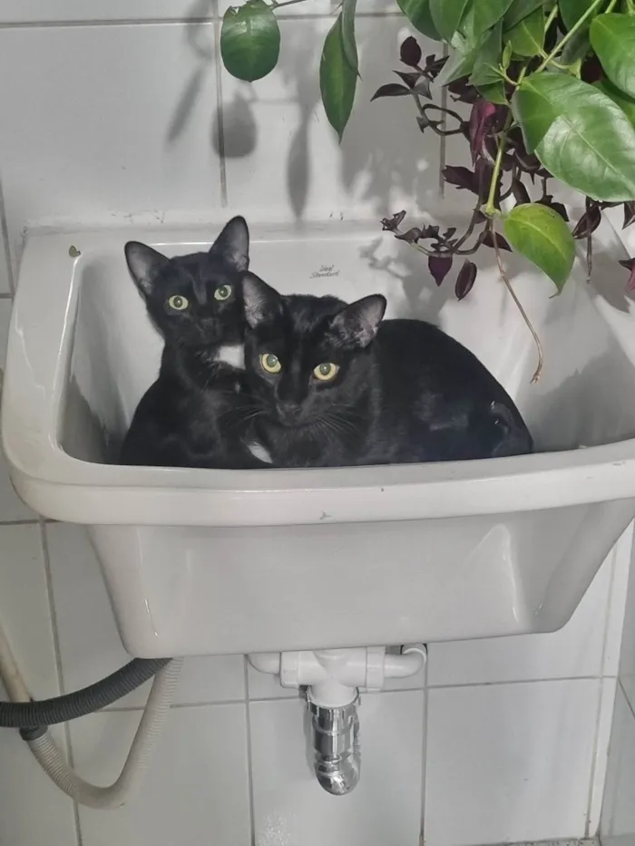 Gato ra a SRD-ViraLata idade 7 a 11 meses nome Emma