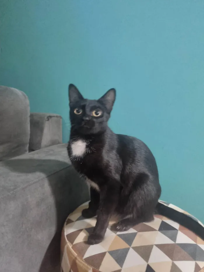 Gato ra a SRD-ViraLata idade 7 a 11 meses nome Emma