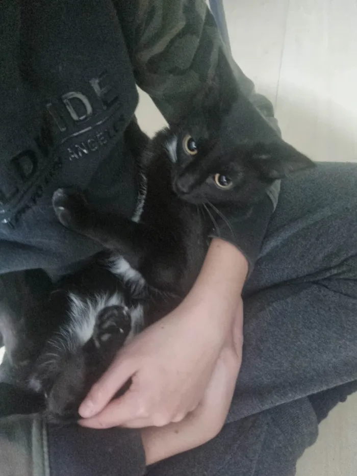 Gato ra a SRD-ViraLata idade 7 a 11 meses nome Emma