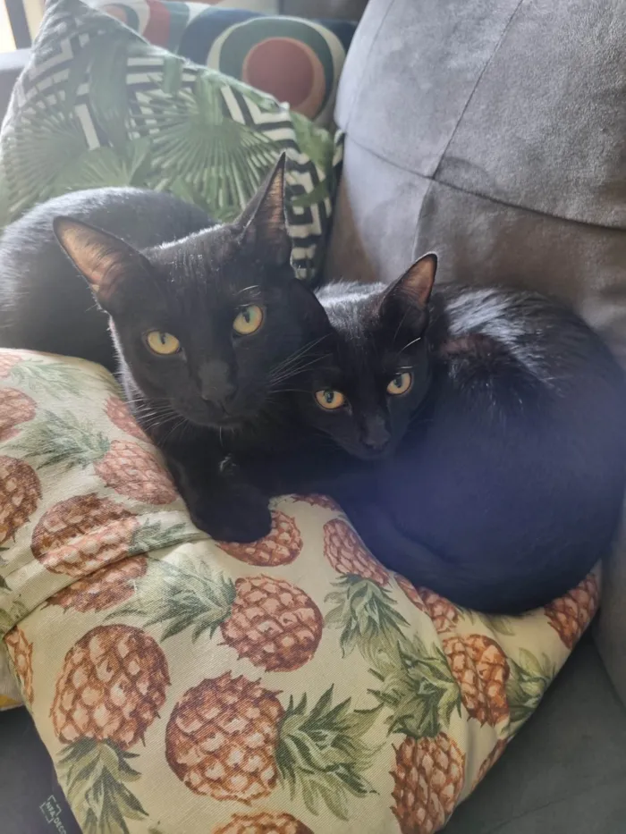 Gato ra a SRD-ViraLata idade 7 a 11 meses nome Emma