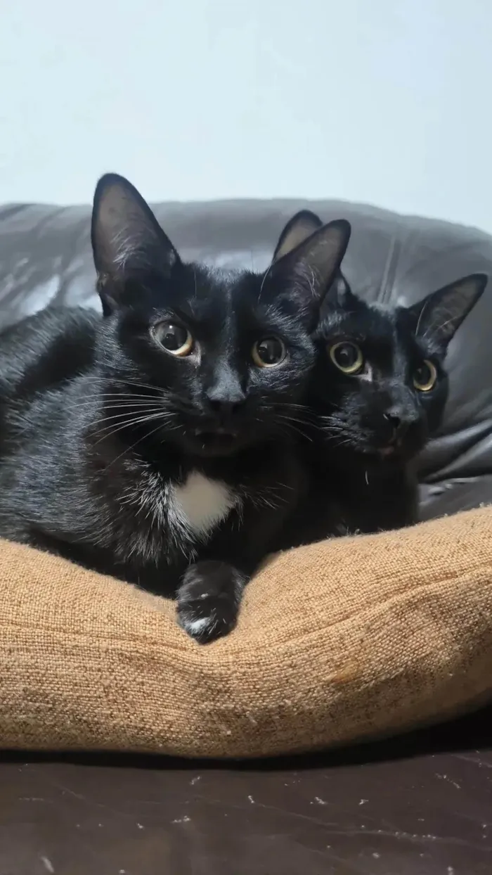 Gato ra a SRD-ViraLata idade 7 a 11 meses nome Emma