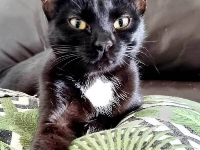 Gato ra a SRD-ViraLata idade 7 a 11 meses nome Emma