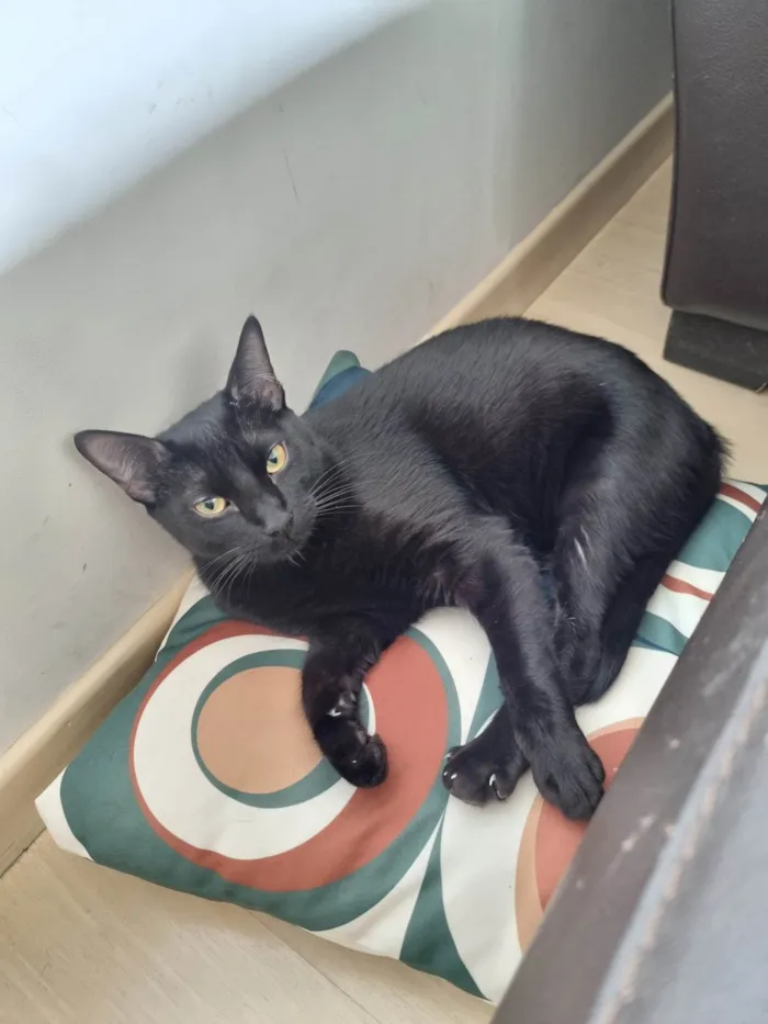 Gato ra a SRD-ViraLata idade 7 a 11 meses nome Miago Banguela