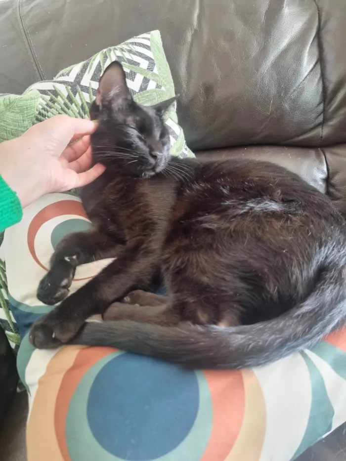 Gato ra a SRD-ViraLata idade 7 a 11 meses nome Miago Banguela