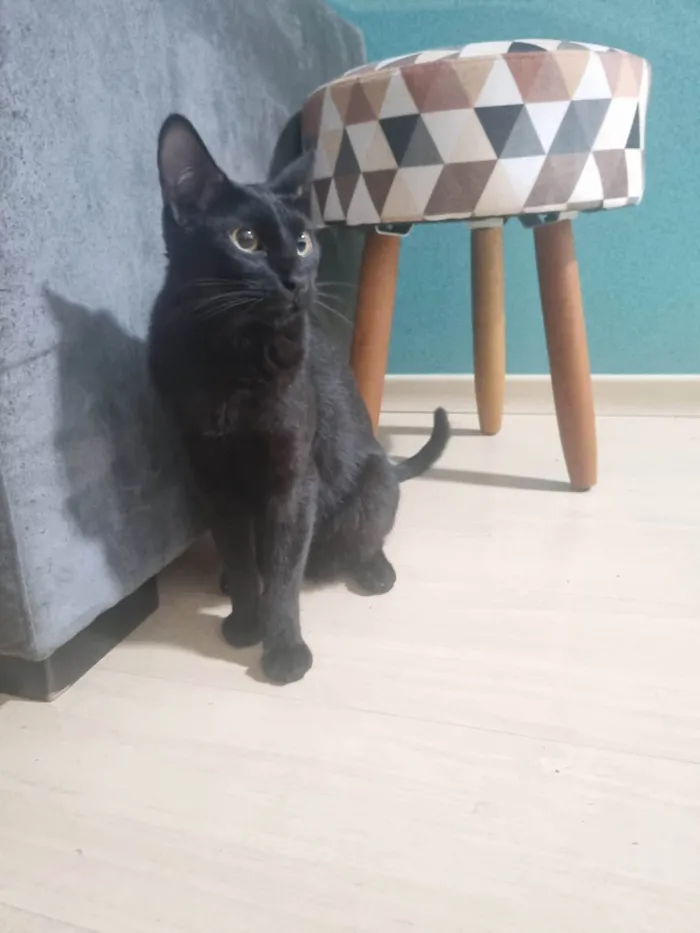 Gato ra a SRD-ViraLata idade 7 a 11 meses nome Miago Banguela