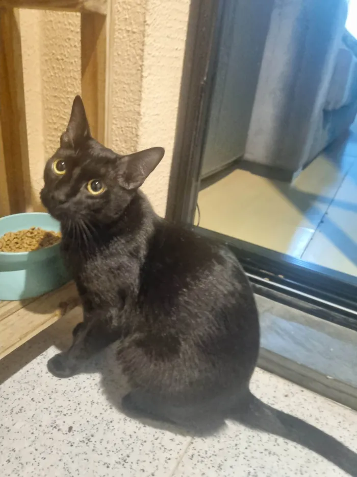 Gato ra a SRD-ViraLata idade 7 a 11 meses nome Miago Banguela