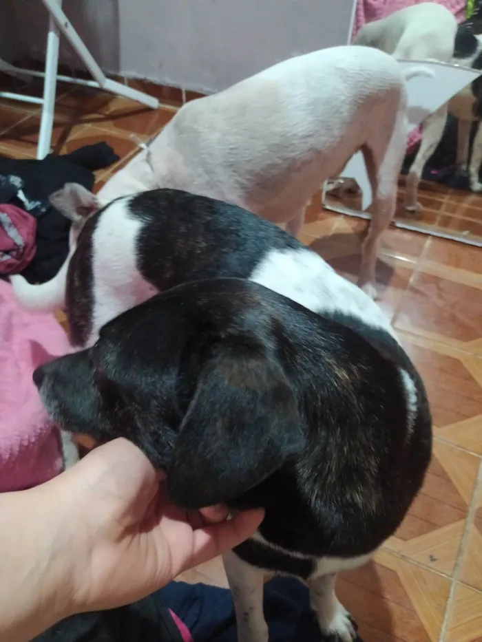 Cachorro ra a SRD-ViraLata idade 7 a 11 meses nome Maria