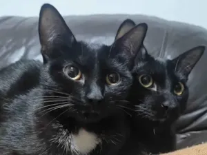 Gato raça SRD-ViraLata idade 7 a 11 meses nome Emma