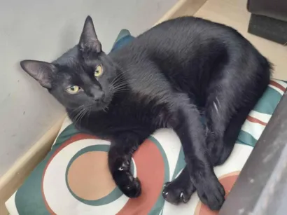 Gato raça SRD-ViraLata idade 7 a 11 meses nome Miago Banguela