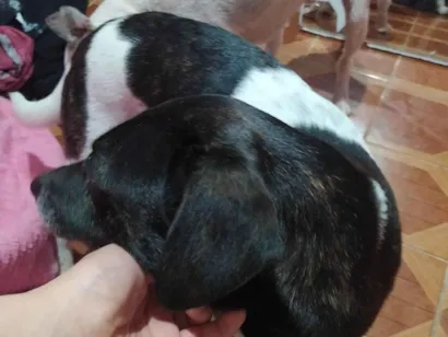 Cachorro raça SRD-ViraLata idade 7 a 11 meses nome Maria