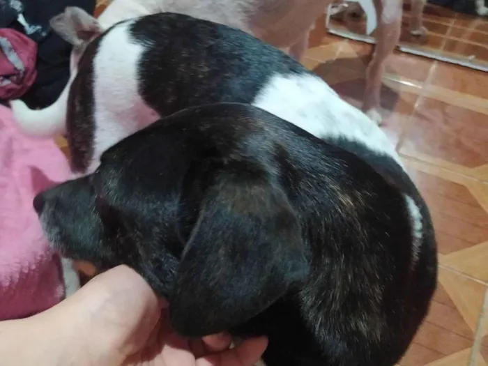 Cachorro ra a SRD-ViraLata idade 7 a 11 meses nome Maria