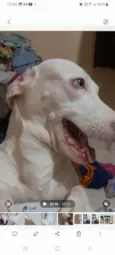 Bianca 
