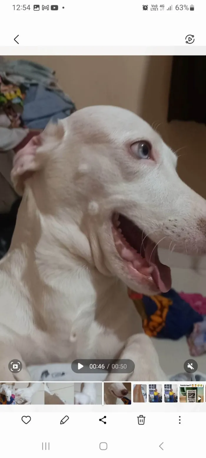 Cachorro ra a SRD-ViraLata idade 3 anos nome Bianca 