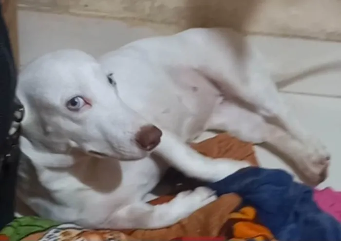 Cachorro ra a SRD-ViraLata idade 3 anos nome Bianca 