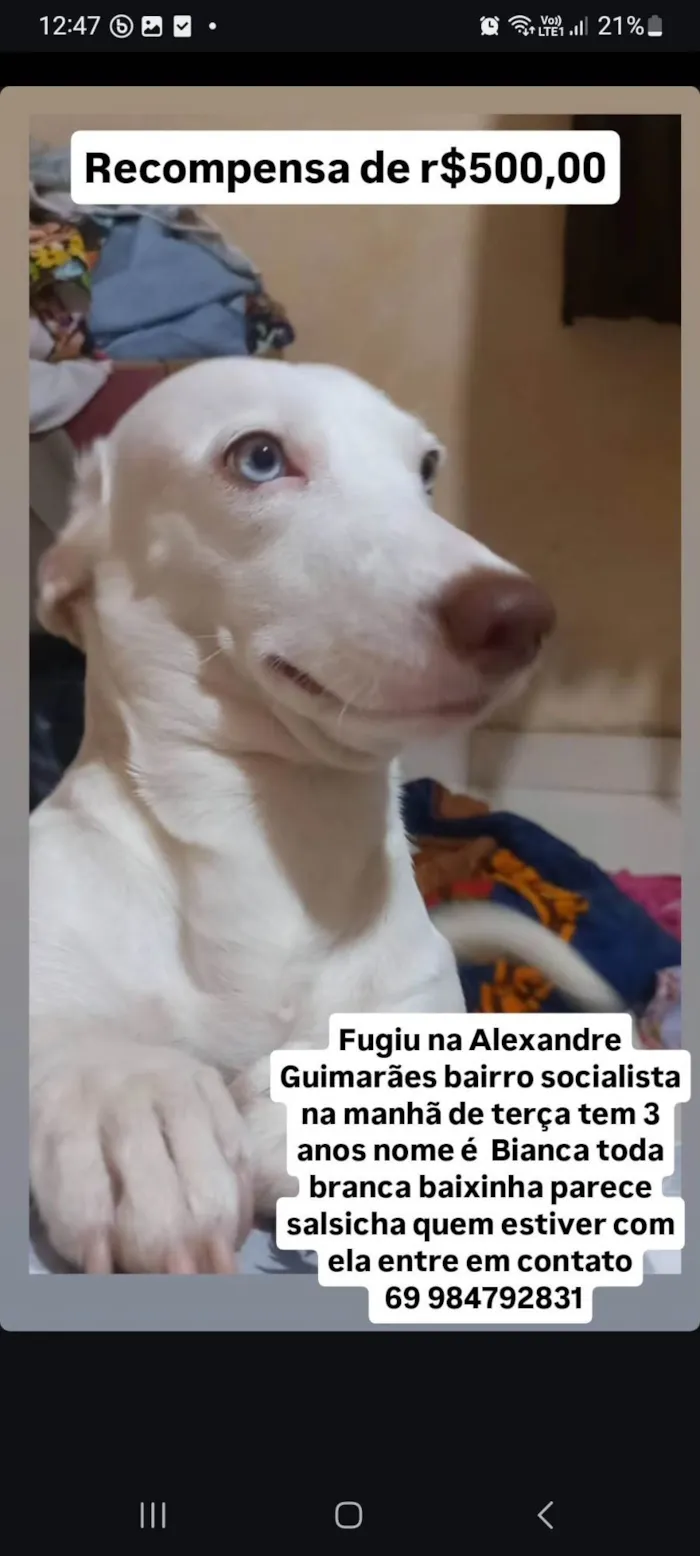 Cachorro ra a SRD-ViraLata idade 3 anos nome Bianca 