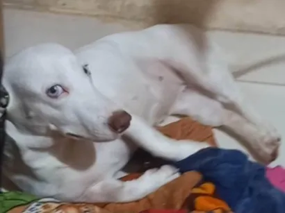 Cachorro raça SRD-ViraLata idade 3 anos nome Bianca 