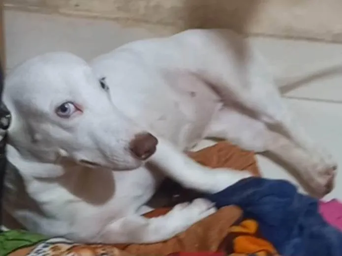 Cachorro ra a SRD-ViraLata idade 3 anos nome Bianca 