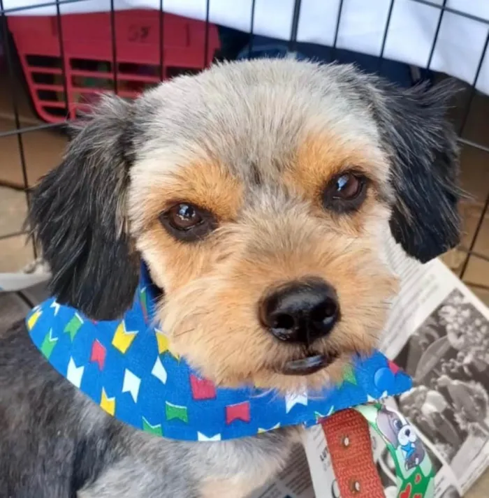 Cachorro ra a Shitzu idade 7 a 11 meses nome Billy 